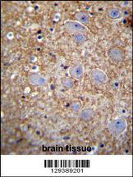 XKR4 Antibody (C-term)