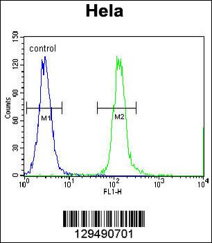 CPSF4L Antibody (C-term)