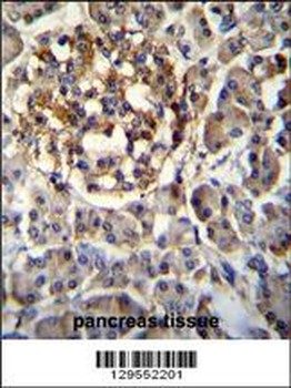 SEC14L5 Antibody (Center)