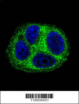 QTRTD1 Antibody (C-term)