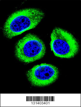 LRP12 Antibody (C-term)