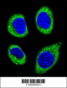 AGBL5 Antibody (N-term)