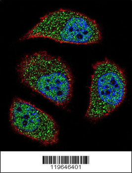 NIX Antibody (Center)