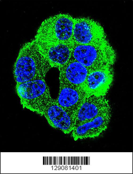 WDR27 Antibody (N-term)