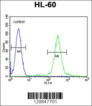 ELMD2 Antibody (C-term)
