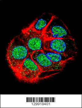 CCDC153 Antibody (N-term)