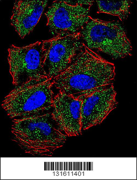 PLCL2 Antibody (C-term)
