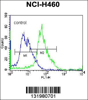 GGH Antibody (C-term)
