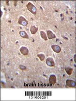 PCDHA3 Antibody (C-term)