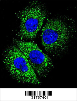 CYBA Antibody (C-term)
