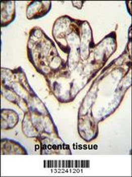 PYGO1 Antibody (C-term)