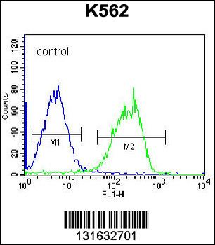 HLA-DQA1 Antibody (Center)