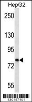 FNDC7 Antibody (C-term)