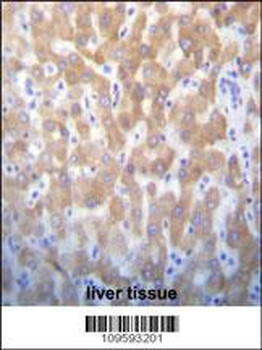 FASTK Antibody (C-term)