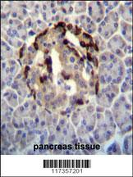STXBP3 Antibody (Center)