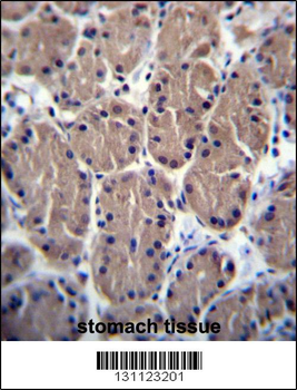 POLR1B Antibody (N-term)