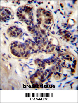 PROX2 Antibody (C-term)