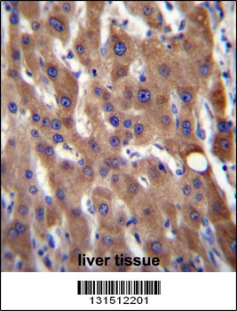 CIB4 Antibody (N-term)