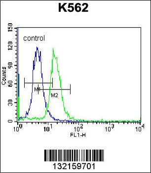 ABCD2 Antibody (C-term)