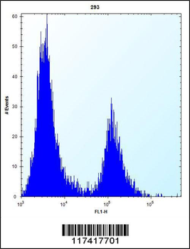 IRF4 Antibody (Center)