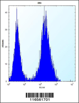 CDCA8 Antibody (N-term)