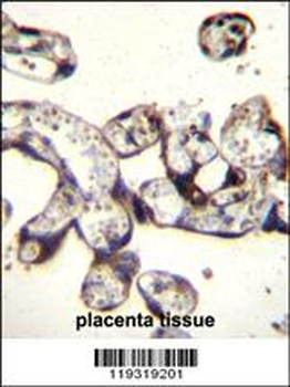 FKBP7 Antibody (C-term)