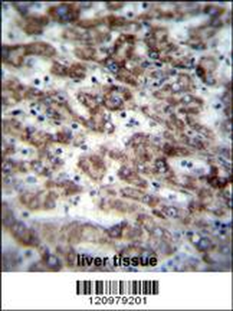 GCDH Antibody (C-term)