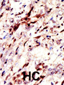 Pan SUMO Antibody
