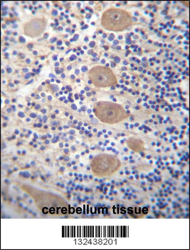 EAPP Antibody (C-term)