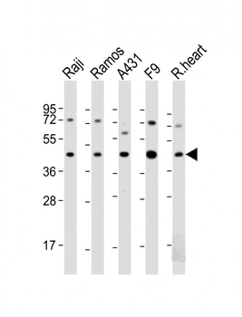 MCL1 Antibody (BH3 Domain Specific)