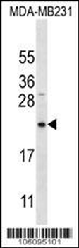Bit1 Antibody (Center)