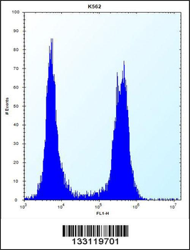 ARSF Antibody (Center)