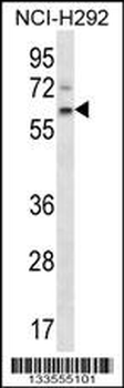 APCDD1 Antibody (N-term)