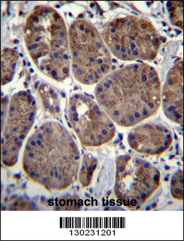 CLEC7A Antibody (N-term)