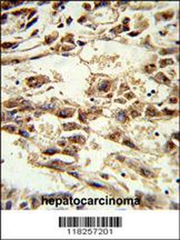 AIFM2 Antibody (C-term)