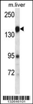 PLXNC1 Antibody (C-term)
