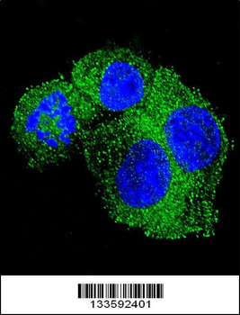 APP Antibody (Center)