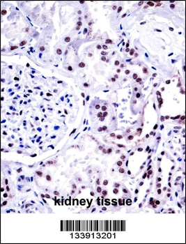 NONO Antibody (N-term)