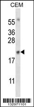 MYOG Antibody (N-term)
