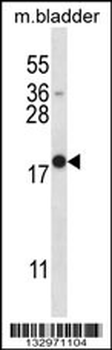 MYOG Antibody (N-term)
