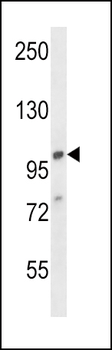 AP2A1 Antibody (C-term)