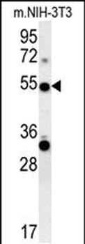 TRAF3 Antibody (C-term)