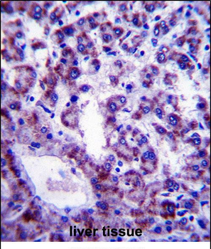 PLSCR4 Antibody (Center)