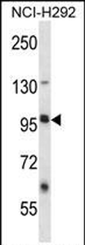 LRRC8B Antibody (N-term )