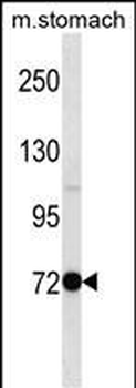Mouse Pak7 Antibody (N-term)