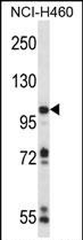 RC3H1 Antibody (C-term)