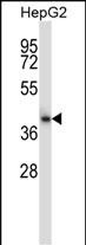 CIAO1 Antibody (Center)