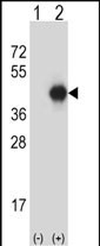 GNAI2 Antibody (N-term)