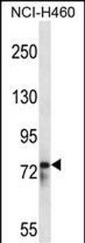 RBM12 Antibody (Center)