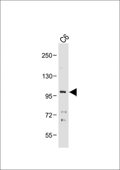 CDH10 Antibody (C-term)